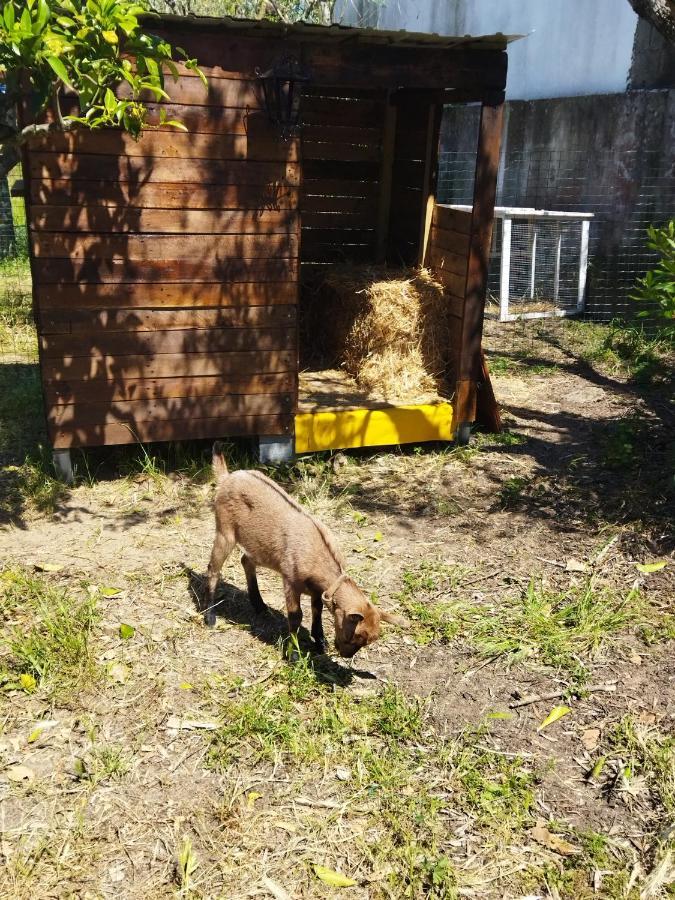 Casa Das Laranjeiras E Parque Infantil أزيتاوْ المظهر الخارجي الصورة